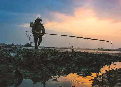 Kinh nghiệm bón phân cho lúa ngắn ngày vụ hè thu ở Nam Bộ ảnh 3
