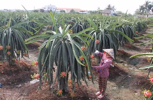 Nông dân huyện Châu Thành (Long An) chăm sóc cây thanh long sắp tới kỳ thu hoạch. Ảnh: Trường Giang - TTXVN