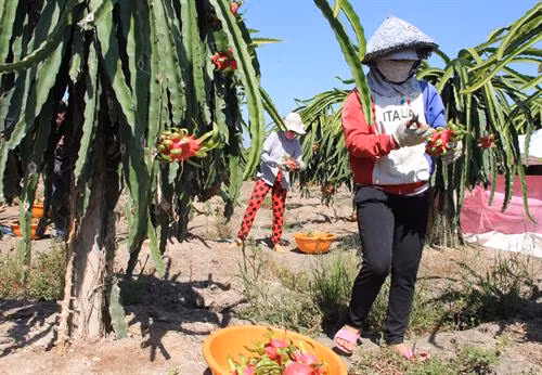 Nông dân xã Thanh Phú Long (huyện Châu Thành, Long An) thu hoạch thanh long.Ảnh: Trường Giang - TTXVN