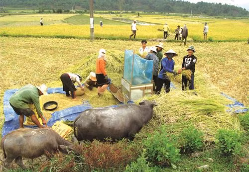 Quảng Ngãi phát triển cây lúa nước ở 6 huyện miền núi ảnh 2