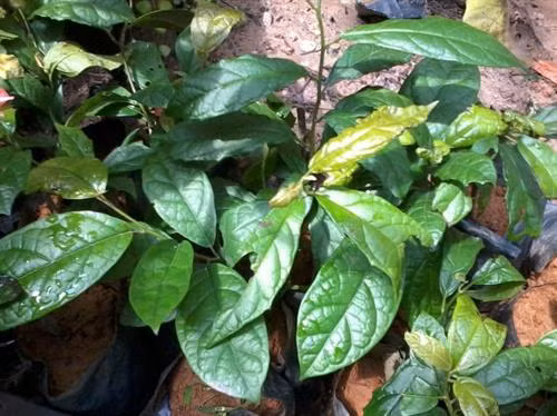 Xạ đen nổi tiếng nhờ tác dụng hỗ trợ điều trị ung thư