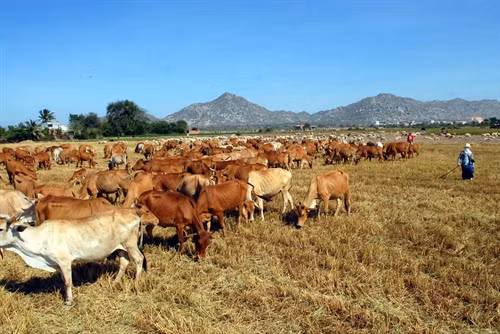 Phát triển dàn gia súc ở huyện Thuận Nam (Ninh Thuận). Ảnh: Mạnh Linh-TTXVN
