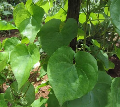 Cây khoai từ. Ảnh: khoahocphattrien.vn
