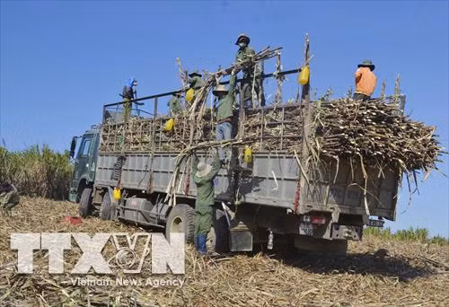 Hợp tác xã Dịch vụ tổng hợp nông nghiệp Thăng Bình tại huyện Krông Bông (Đắk Lắk) thu hoạch mía. Ảnh: Tuấn Anh - TTXVN