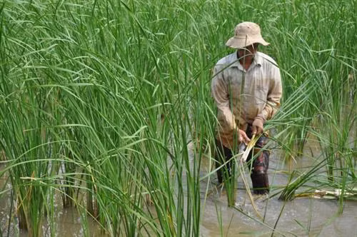 Ông Võ Văn Ba đang thu hoạch bồn bồn nước ngọt để kịp giao hàng cho thương lái. Ảnh: danviet.vn