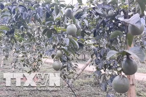 Sản phẩm quả chanh leo xuất khẩu của tỉnh Sơn La. Ảnh: Phạm Cường - TTXVN