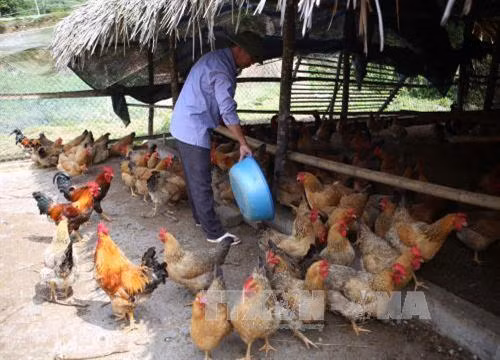 Huyện Ba Bể của tỉnh Bắc Kạn xếp đầu danh sách 8 huyện được công nhận thoát nghèo giai đoạn 2018-2020 theo Quyết định số 275/QĐ-TTg của Thủ tướng Chính phủ. Trong ảnh: Gia đình anh Nguyễn Phương Đức ở bản Mới, xã Hà Hiệu, huyện Ba Bể được Hội Nông dân Tỉnh hỗ trợ vay vốn và chuyển giao kỹ thuật chăn nuôi gà đẻ trứng trên nền đệm lót sinh học, giảm ô nhiễm môi trường chăn nuôi. Ảnh Vũ Sinh – TTXVN