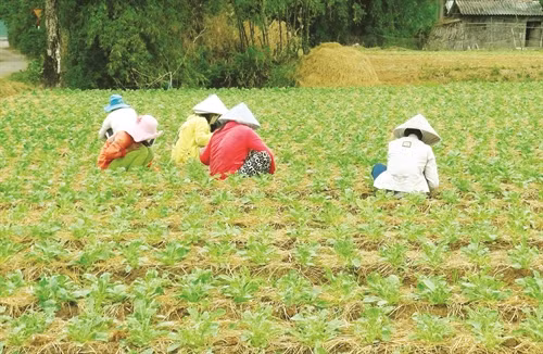 Củ cải được trồng theo luống và trồng ở những vùng đất thoát nước tốt