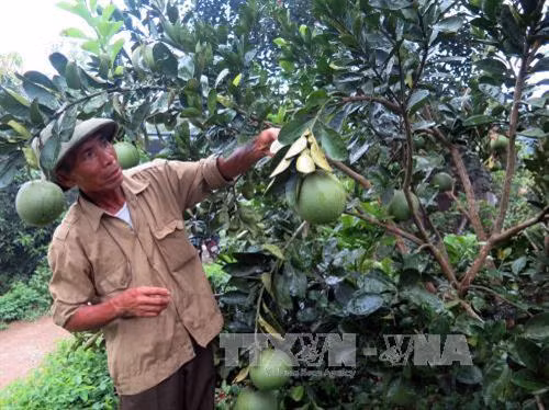 Bưởi diễn được trồng đại trà tại xã Tràng Xá, Võ Nhai. Ảnh: Quân Trang-TTXVN