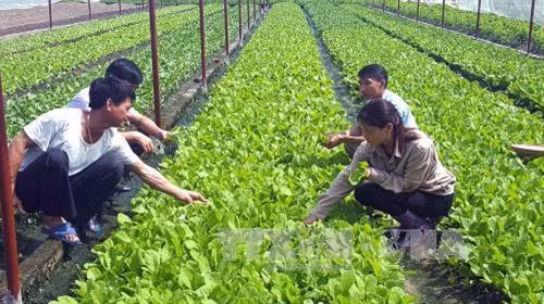 Sản xuất rau hữu cơ tại Hợp tác xã dịch vụ nông nghiệp Đông Cao, thị xã Phổ Yên. Ảnh: Quân Trang-TTXVN