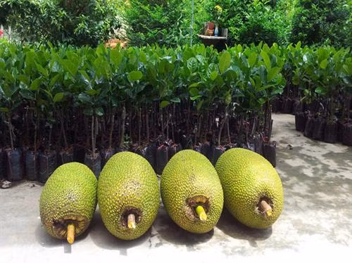 Mít không hạt hiện đang được nhiều người chuộng bởi thơm ngon, màu vàng ươm. Ảnh: vietq.vn