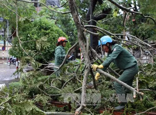 TTXVN Nhiều cây xanh bị quật ngã khi bão số 2 đi qua. Ảnh: Thanh Tùng-TTXVN