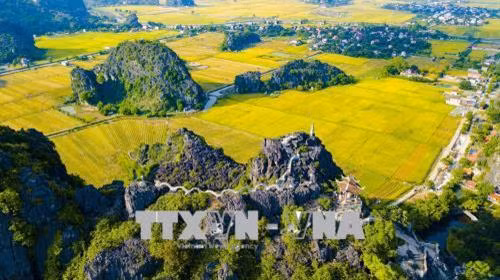 Cánh đồng lúa chín vàng nhìn từ đỉnh Hang Múa. Ảnh: Minh Đức - TTXVN