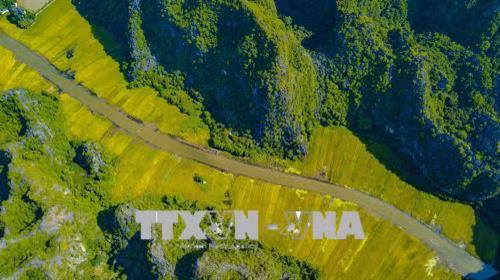 Cánh đồng lúa chín vàng nhìn từ đỉnh Hang Múa. Ảnh: Minh Đức - TTXVN