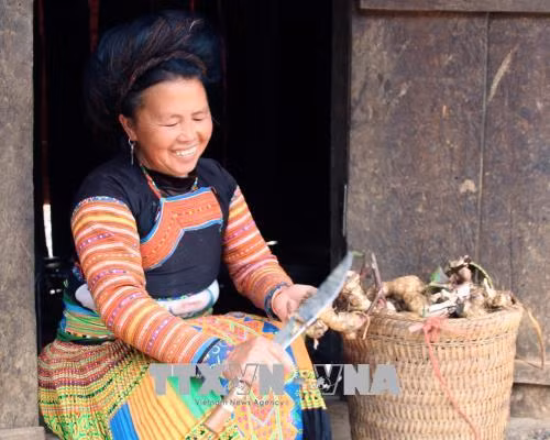 Chị Mùa Thị Bla tích cực tăng gia sản xuất, chuyển đổi cơ cấu cây trồng từ trồng ngô sang trồng dong giềng và giống táo Sơn La, đem lại thu nhập khoảng 900 triệu/năm. Ảnh: Diệp Anh – TTXVN