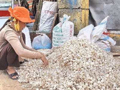 Nông dân huyện đảo Lý Sơn đang phân loại tỏi khô. Ảnh: Thanh Long - TTXVN