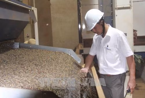 Kiểm tra chất lượng hạt cà phê. Ảnh: Phạm Cường - TTXVN