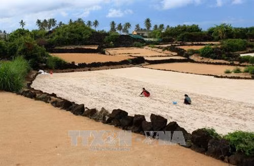 Gieo trồng tỏi trên đảo Bé, huyện đảo Lý Sơn. Ảnh: Ngọc Hà - TTXVN