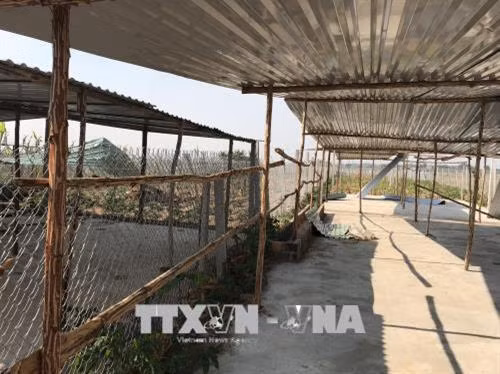 Lều, chòi được dựng tạm bợ ngay tại khu vực đất sản xuất ở phường Thống Nhất thành phố Kon Tum. Ảnh: Cao Nguyên - TTXVN