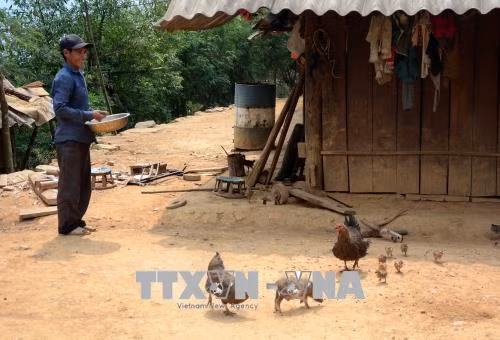 Người dân xã Tỏa Tình trên đỉnh đèo Pha Đin tích cực chăn nuôi, lao động sản xuất. Ảnh: Văn Dũng - TTXVN