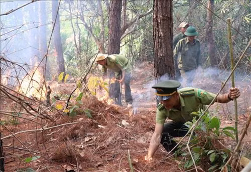 Lực lượng kiểm lâm, chủ rừng tiến hành đốt trước có điều khiển lớp thực bì dưới rừng, tránh để lớp thực bì này bắt lửa dây cháy lan. Ảnh: Hồng Điệp - TTXVN
