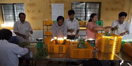 Hà Nội nâng cao chất lượng rau an toàn ảnh 6