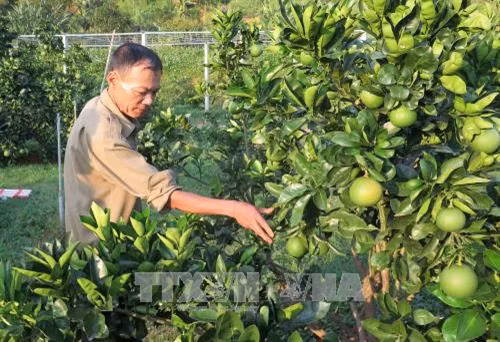 Phát triển cây ăn quả nhờ vốn tín dụng chính sách của tỉnh Lai Châu. Ảnh: Quang Duy - TTXVN