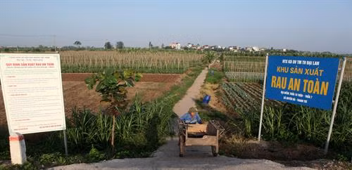 Vùng sản xuất rau an toàn ở xã Duyên Hà, huyện Thanh Trì (Hà Nội). Sau khi mẫu đất, nước… đạt tiêu chuẩn, Ngành nông nghiệp Hà Nội sẽ tổ chức đánh giá, cấp giấy chứng nhận chất lượng vùng rau đủ điều kiện sản xuất an toàn.