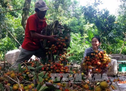 Nông dân xã Sơn Định, huyện Chợ Lách, tỉnh Bến Tre thu hoạch chôm chôm. Ảnh: Thanh Liêm - TTXVN