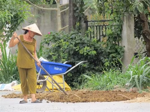 Phân bò được phơi nắng. Ảnh: nongnghiep.vn