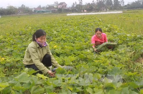 Nghệ An trồng bí xanh hiệu quả kinh tế cao gấp 3 lần trồng lúa. Ảnh: Tá Chuyên - TTXVN