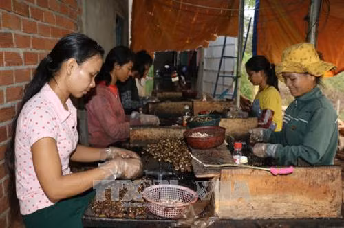 Phụ nữ S’tiêng ở Bình Phước tách vỏ hạt điều. Ảnh: K GỬIH - TTXVN