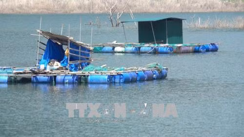 Lồng bè nuôi cá tại xã Trà Xinh. Ảnh: Đinh Thị Hương - TTXVN