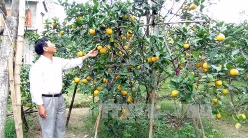 Vườn cam Xã Đoài của gia đình ông Phan Công Hưởng, xóm 8, xã Nghi Diên, huyện Nghi Lộc mỗi năm bán khoảng 5.000 quả trong dịp Tết. Ảnh: Tá Chuyên - TTXVN