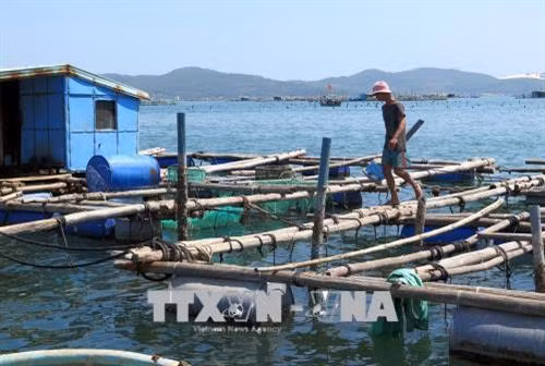 Một bè nuôi tôm hùm với gần 50 lồng nuôi của hộ anh Lê Minh Khang trong Vịnh Xuân Đài (Phú Yên). Ảnh: Thế Lập – TTXVN