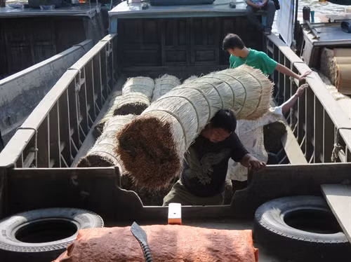 Nguyên liệu lác được thương lái thu mua từ nhiều nơi trong vùng như Hậu Giang, Bạc Liêu, Cà Mau ...