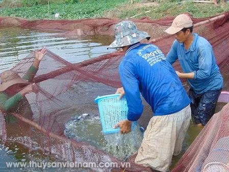 Vận chuyển là khâu quan giúp nâng cao tỷ lệ sống của cá giống. Ảnh: thuysanvietnam.com.vn