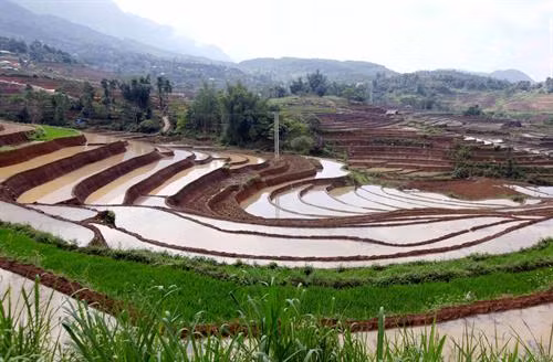 Người dân lấy nước vào ruộng chuẩn bị cho vụ lúa mới tại xã Tả Lèng, huyện Tam Đường tỉnh Lai Châu. Ảnh: Quý Trung - TTXVN Để có những thửa ruộng bậc thang chạy dài uốn quanh sườn núi là công sức của bao đời của nhân dân các vùng núi cao. Ảnh: Quý Trung - TTXVN Người dân tập trung cấy trên những cánh đồng đã đầy no nước trời tại xã Tả Lèng huyện Tam Đường tỉnh Lai Châu. Ảnh: Quý Trung - TTXVN Nhiều hộ dân có điều kiện đầu tư máy cầy để phục vụ cho một vụ mùa mới. Ảnh: Quý Trung - TTXVN Những cơn mưa lớn mang dòng nước nguồn từ trên các ngọn núi đổ xuống những ruộng bậc thang tạo thành những vệt màu đa sắc, càng làm sống động bức tranh bình dị của xã Tà Lèng, huyện Tam Đường tỉnh Lai Châu. Ảnh: Quý Trung - TTXVN