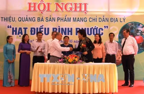 Hoạt động ký kết giao thương chế biến xuất khẩu hạt điều Bình Phước. Ảnh: Dương Chí Tưởng - TTXVN