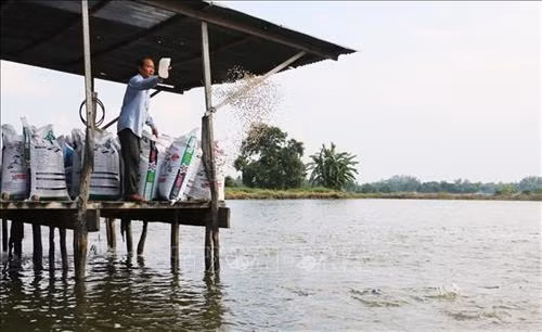 Với nguồn thu từ nghề nuôi cá tra, môi năm mang lại nguồn thu nhập hàng tỷ đồng cho gia đình ông Đậu. Ảnh: Công Mạo-TTXVN