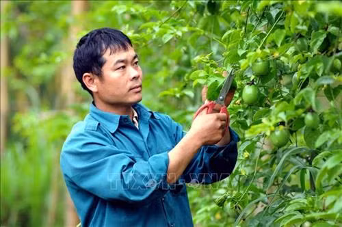 Anh Lò Văn Chơ, Trưởng bản Cả Vai, xã Mường É, huyện Thuận Châu, tỉnh Sơn La. Ảnh: Quang Quyết - TTXVN