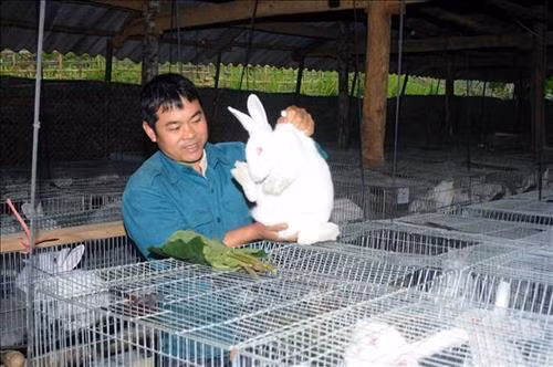 Anh Lò Văn Chơ kiểm tra đàn thỏ giống của gia đình. Ảnh: Quang Quyết - TTXVN