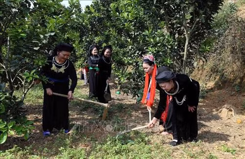 Bà Hà Thị Mỵ (đầu tiên bên trái ảnh) hướng dẫn bà con trong thôn chăm sóc cây ăn quả, phát triển kinh tế gia đình. Ảnh Quang Đán - TTXVN