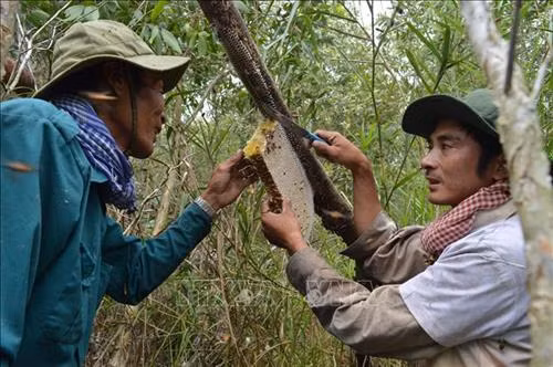 Nghề gác kèo ong nổi danh là đặc trưng văn hoá của người dân đất rừng U Minh Hạ. Ảnh: Thế Anh - TTXVN