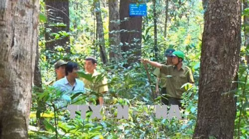 Lực lượng của Ban quản lý rừng đặc dụng Đăk Uy thường xuyên tuần tra, kiểm tra rừng trắc. Ảnh: Quang Thái - TTXVN