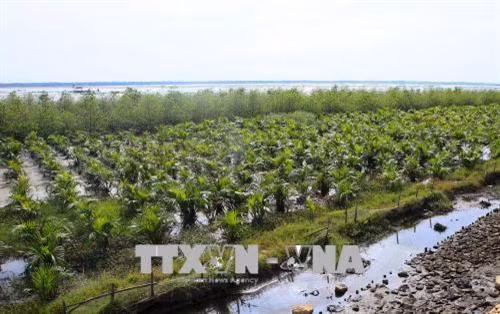 Rừng trồng ngập mặn ven phá Tam Giang thuộc huyện Quảng Điền. Ảnh: Hồ Cầu-TTXVN