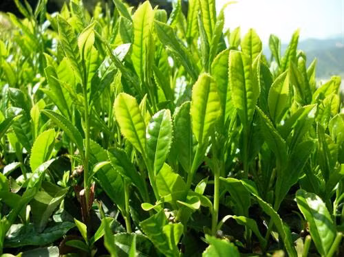 Trà xanh rất tốt cho sức khỏe con người. Ảnh: vietq.vn