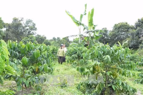 Cần kiên quyết thu hồi đất rừng phòng hộ đầu nguồn bị lấn chiếm trái phép tại Đắk Lắk. Ảnh: Tuấn Anh - TTXVN