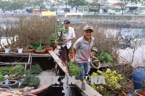 Thương lái các tỉnh miền Tây vận chuyển hoa, kiểng bằng thuyền, ghe và bày bán dọc kênh Tàu Hủ, Quận 8, Thành phố Hồ Chí Minh. Ảnh: Thanh Vũ-TTXVN