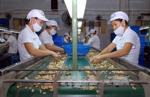 Dây chuyền chế biến hạt điều xuất khẩu. Ảnh: Danh Lam - TTXVN